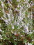 Calluna vulgaris (Kraut), Heidekraut, Besenheide, Färbepflanze Calluna vulgaris (Kraut), Heidekraut, Besenheide, Färbepflanze, Färberpflanze, Pflanzenfarben, färben, Klostergarten Seligenstadt
